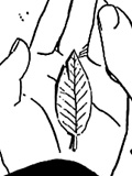 Chapitre 316 de Naruto